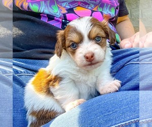 Chihuahua-Unknown Mix Dogs for adoption in Holly Springs, NC, USA