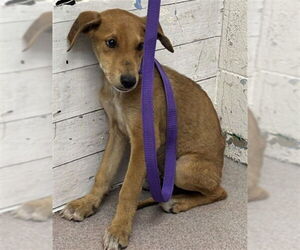 German Shepherd Dog-Unknown Mix Dogs for adoption in San Bernardino, CA, USA