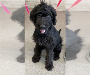 Mutt Dogs for adoption in San Bernardino, CA, USA