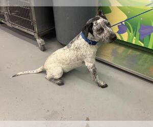 Mutt Dogs for adoption in Waco, TX, USA