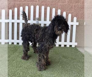 Poodle (Standard) Dogs for adoption in Modesto, CA, USA