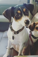 Jack-Rat Terrier Dogs for adoption in Pawtucket, RI, USA