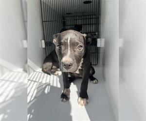 American Pit Bull Terrier-Unknown Mix Dogs for adoption in Houston, TX, USA