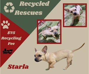 French Bulldog-Unknown Mix Dogs for adoption in Lindsay, CA, USA