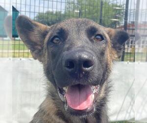 Mutt Dogs for adoption in San Antonio, TX, USA