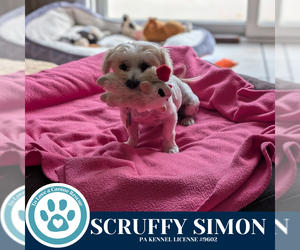 Maltese-Unknown Mix Dogs for adoption in Kimberton, PA, USA