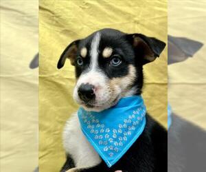 Box heeler Dogs for adoption in Tracy, CA, USA