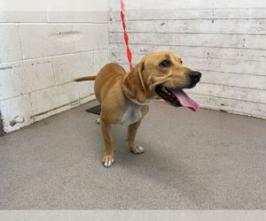 Labbe Dogs for adoption in San Bernardino, CA, USA
