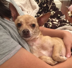 Chihuahua-Unknown Mix Dogs for adoption in Pasadena, CA, USA