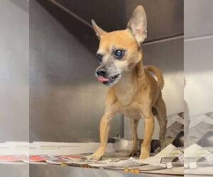 Chihuahua Dogs for adoption in Osgood, IN, USA