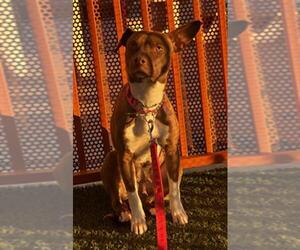 Mutt Dogs for adoption in Las Vegas, NV, USA