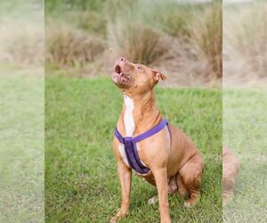 Mutt Dogs for adoption in Gainesville, FL, USA