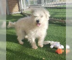 Small Lhasa Apso Mix