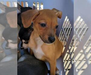 Chiweenie Dogs for adoption in Morganville, NJ, USA