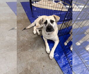 German Shepherd Dog-Great Pyrenees Mix Dogs for adoption in Sheridan, CO, USA