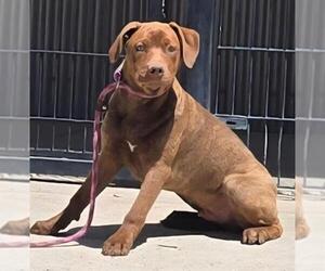 Labrador Retriever-Unknown Mix Dogs for adoption in Sacramento, CA, USA