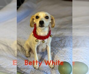 Mutt Dogs for adoption in Mooresville, NC, USA