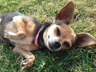 Medium Photo #1 Chihuahua Puppy For Sale in Rancho Santa Margarita, CA, USA