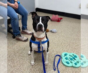 American Pit Bull Terrier-Unknown Mix Dogs for adoption in Boston, MA, USA