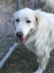 Golden Pyrenees Dogs for adoption in New Smyrna Beach, FL, USA