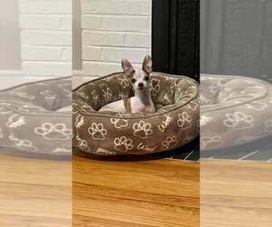 Chihuahua Dogs for adoption in Candler, NC, USA