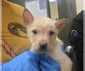 Chow Chow Dogs for adoption in Denver, CO, USA