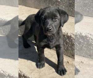Border Collie-Golden Retriever Mix Dogs for adoption in Sandy, UT, USA