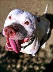 Bullypit Dogs for adoption in San Ramon, CA, USA