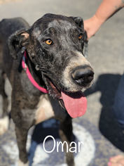Great Dane Dogs for adoption in Sonora, CA, USA