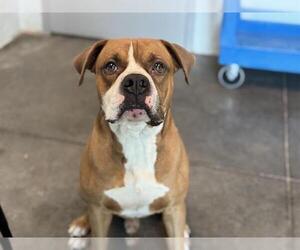 Boxer-Unknown Mix Dogs for adoption in Tavares, FL, USA