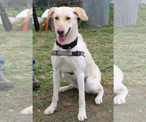 Labrador Retriever-Unknown Mix Dogs for adoption in Bandera, TX, USA