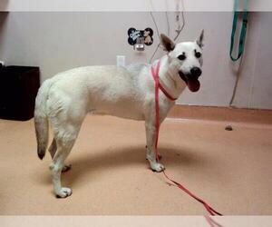 German Shepherd Dog-Unknown Mix Dogs for adoption in Martinez, CA, USA