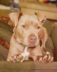 American Staffordshire Terrier Dogs for adoption in Seattle, WA, USA