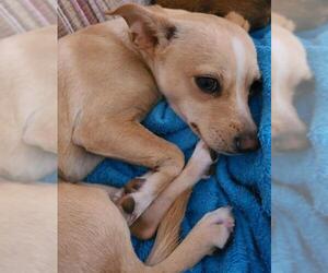 Jack Chi Dogs for adoption in Glendale , AZ, USA
