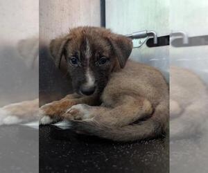 German Shepherd Dog-Unknown Mix Dogs for adoption in San Antonio, TX, USA