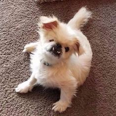 Pekingese-Unknown Mix Dogs for adoption in Lorena, TX, USA