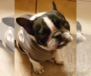 French Bulldog Dogs for adoption in Harrisburg, PA, USA