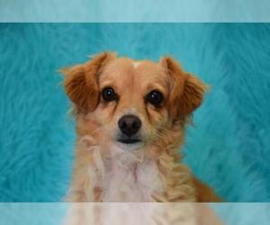Pembroke Welsh Corgi Dogs for adoption in Eureka, CA, USA