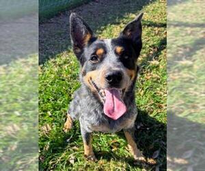 Mutt Dogs for adoption in Texas City, TX, USA