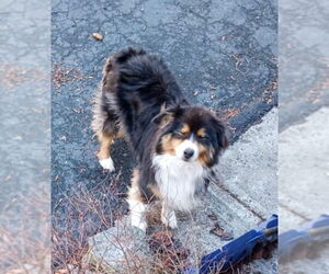 Australian Shepherd Dogs for adoption in Aurora, IN, USA