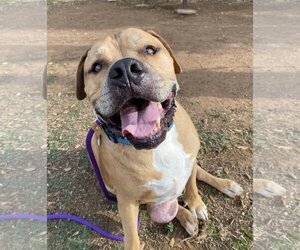 American Pit Bull Terrier-Unknown Mix Dogs for adoption in  Ramona, CA, USA