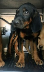 Medium Photo #1 Labrador Retriever-Unknown Mix Puppy For Sale in Cookeville, TN, USA