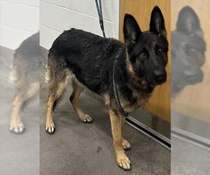 German Shepherd Dog Dogs for adoption in Forestville, MD, USA