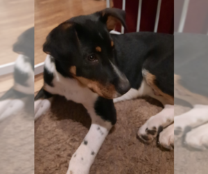 Mutt Dogs for adoption in Plymouth, MN, USA