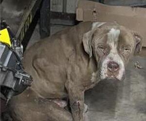 American Staffordshire Terrier-Unknown Mix Dogs for adoption in San Antonio, TX, USA