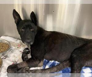 Labrador Retriever-Unknown Mix Dogs for adoption in Rosenberg, TX, USA