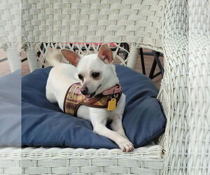 Chihuahua-Unknown Mix Dogs for adoption in Plymouth, MN, USA