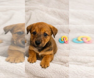 Doberman Pinscher-German Shepherd Dog Mix Dogs for adoption in Euless, TX, USA