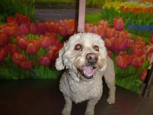 Poodle (Miniature) Dogs for adoption in Henderson, NV, USA