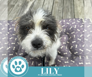 Mutt Dogs for adoption in Kimberton, PA, USA